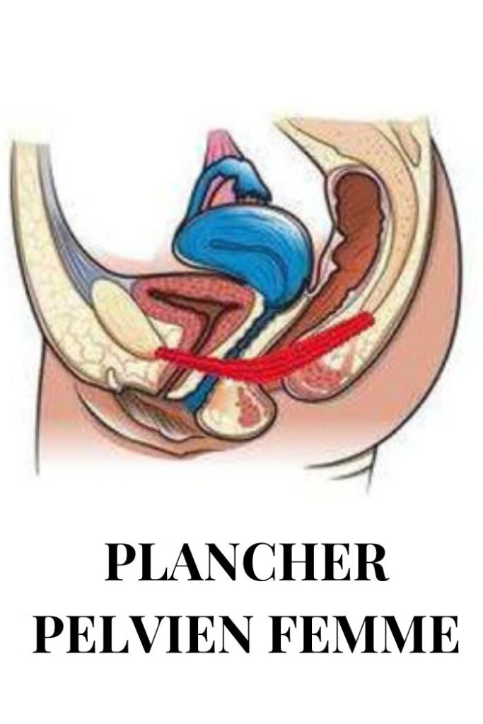 Renforcer notre plancher pelvien - périnée 2