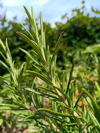 Recette d'huile infusée ail et romarin 8