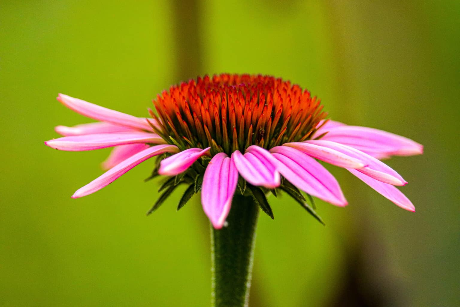 Naturopathie Hypnose Ortho-Bionomy®, Véronique Licini, votre thérapeute à Lausanne